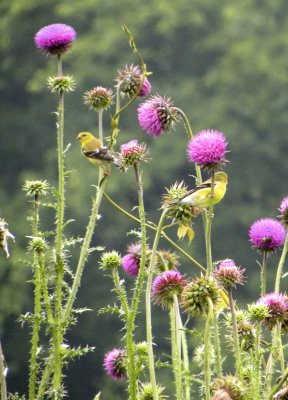 Two Finches