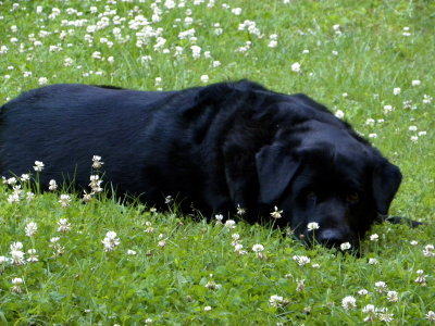 Doggie in Clover