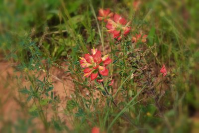 Indian Paintbrush