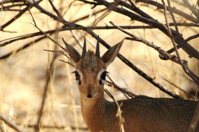 32 Dik Dik.jpg