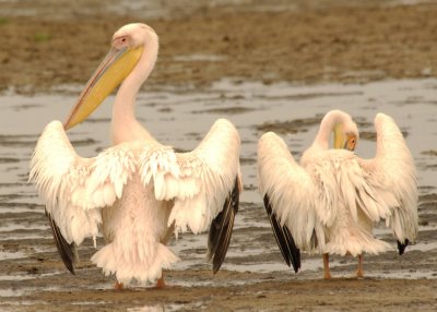 34 Pair of Pelicans.jpg