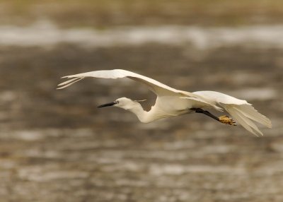 36 Snowy Egret in Flight.jpg