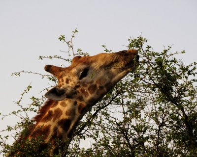 37 Giraffe feed.jpg