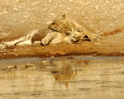 38 Lioness & Cub.jpg