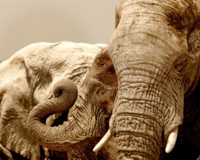 40 Elephant Love.jpg