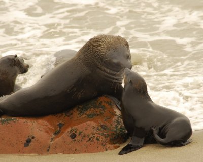 42 Fur Seals.jpg