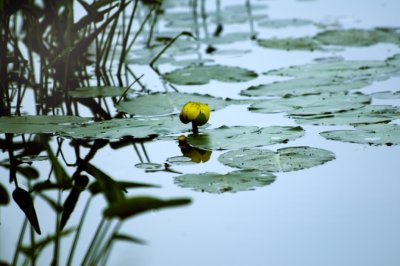 Loisa Pond Lily.tiff