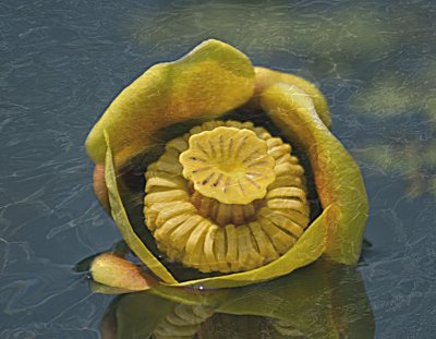 Lily Pond Series
