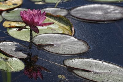 Aug:  Water Lily.jpg