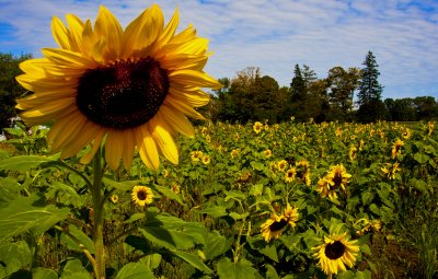 Sep:  Sunflower Field.jpg