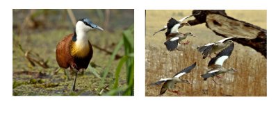 African Jacana and Egyptian Geese in Flight.jpg