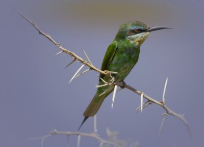 Bee -Eater.jpg