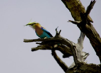 Bee-Eater, Feasting.jpg