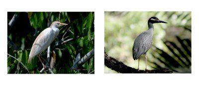 Cattel Egret and Heron.jpg