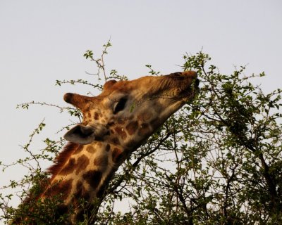 Giraffe feeding.jpg
