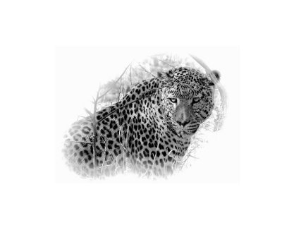 Mighty Leopard on Canvas.jpg