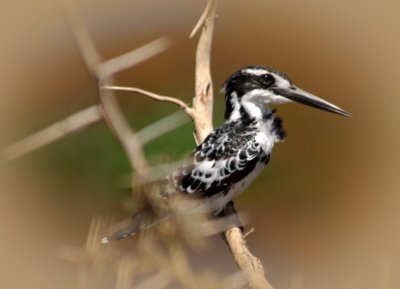 Pied Kingfisher.jpg
