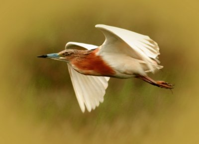 Squacco Heron.jpg