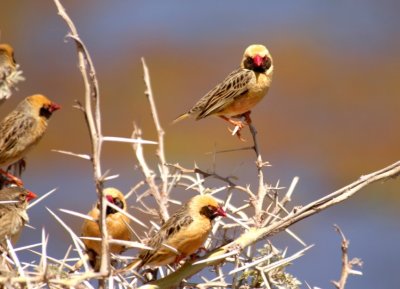Weaver Birds.jpg