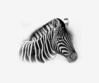 Zebra on Canvas.jpg