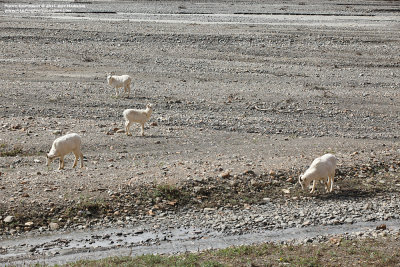 Doll Sheep - Denali National Park