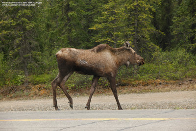 Moose - Denali National Park
