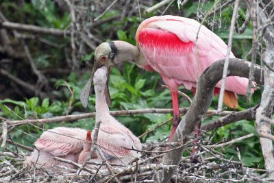 Spoonbill feeding