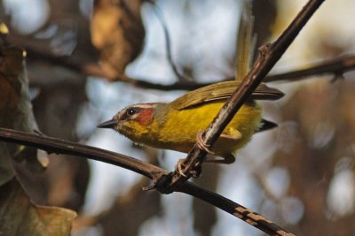 Rufous-capped Warbler