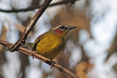 Rufous-capped Warbler