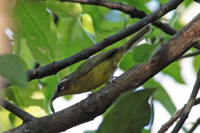 Rufous-capped Warbler