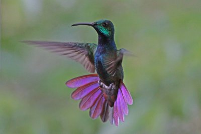 Hummingbirds and Swifts
