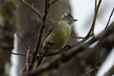 Yellow-bellied Elaenia