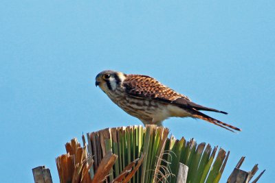 American Kestrel