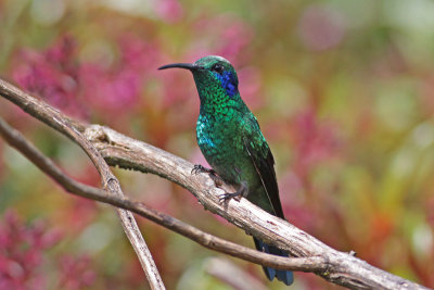 Lesser Violetear