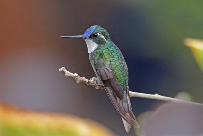 White-throated Mountain-gem