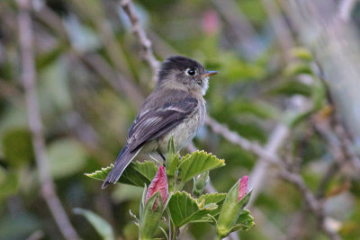 Black-capped Flycatcher