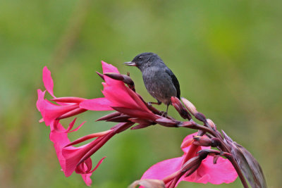 Slaty Flowerpiercer
