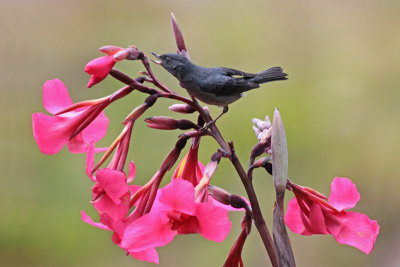 Slaty Flowerpiercer