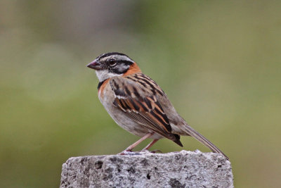 Rufous-collared Sparrow