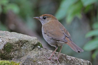 Nightingale Thrushes and Wrenthrush
