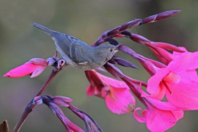 Slaty Flowerpiercer