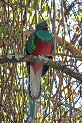 Resplendent Quetzal