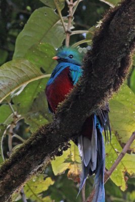 Resplendent Quetzal