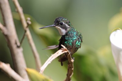 White-throated Mountain-gem