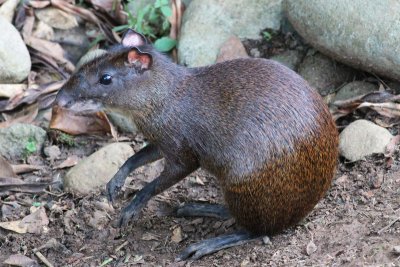 Agouti