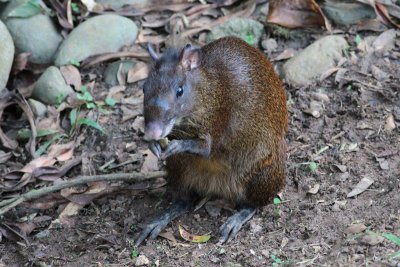 Agouti