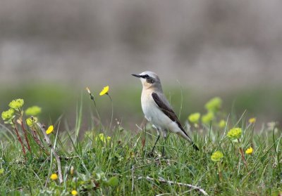 Wheatear