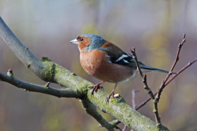 Chaffinch