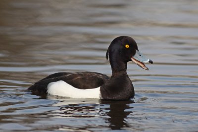 Tufted Duck