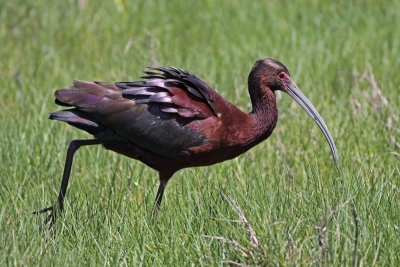 White-faced Ibis